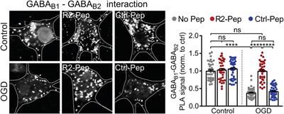 Targeting the Interaction of GABAB Receptors With CHOP After an Ischemic Insult Restores Receptor Expression and Inhibits Progressive Neuronal Death